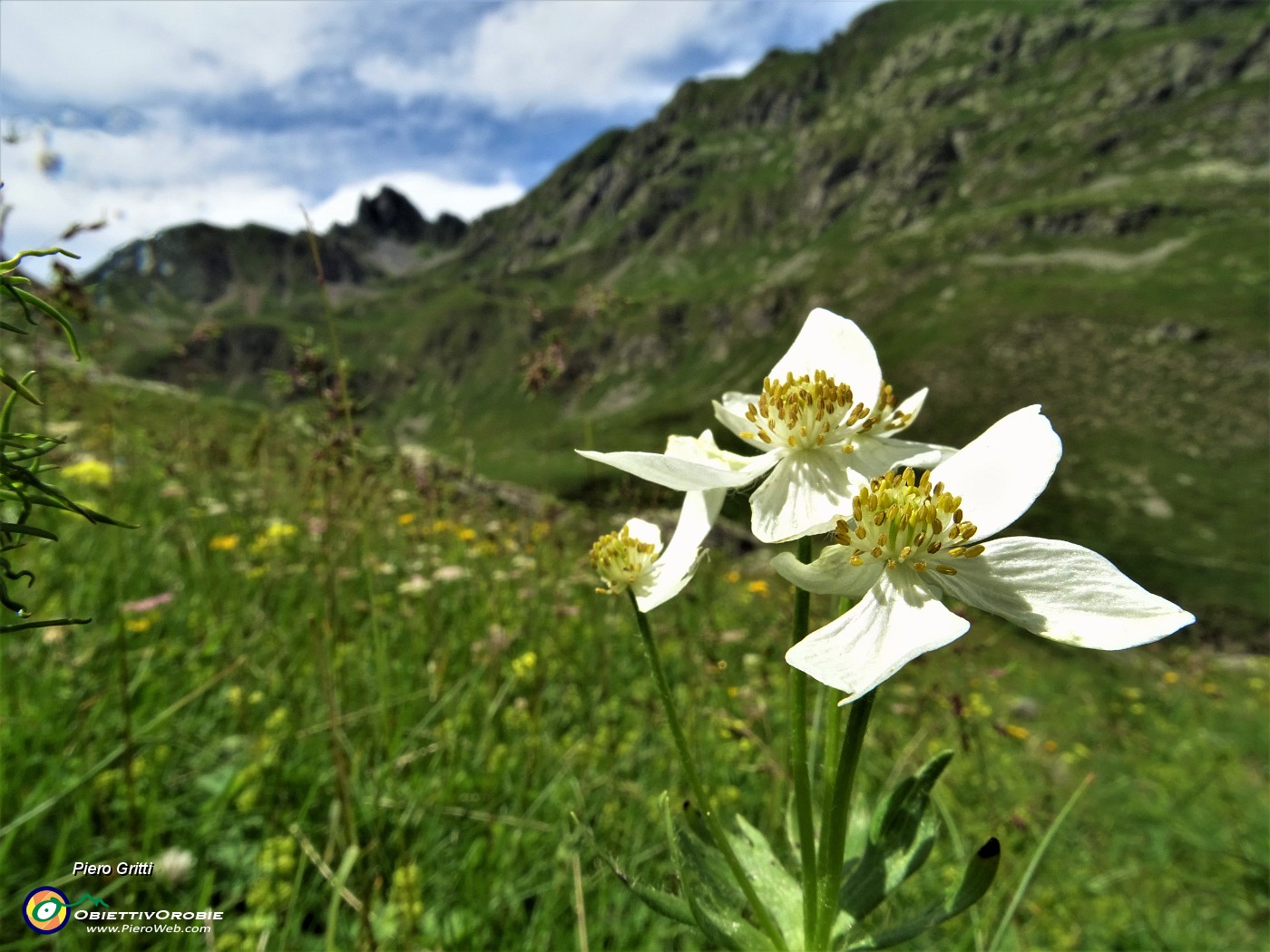 67 Anemoni narcissini (Anemonastrum narcissiflorum) .JPG